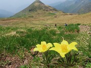 Laghi di Ponteranica dai Piani dell’Avaro con splendide fioriture – 9 giugno 25 - FOTOGALLERY